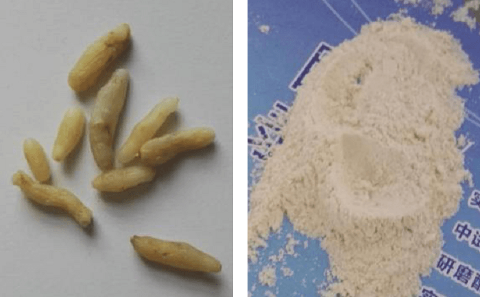 麦冬午夜国产福利前后
